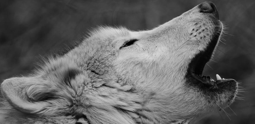 Photo of a white wolf of Canada, taken Gevaudan wolf park in Lozère