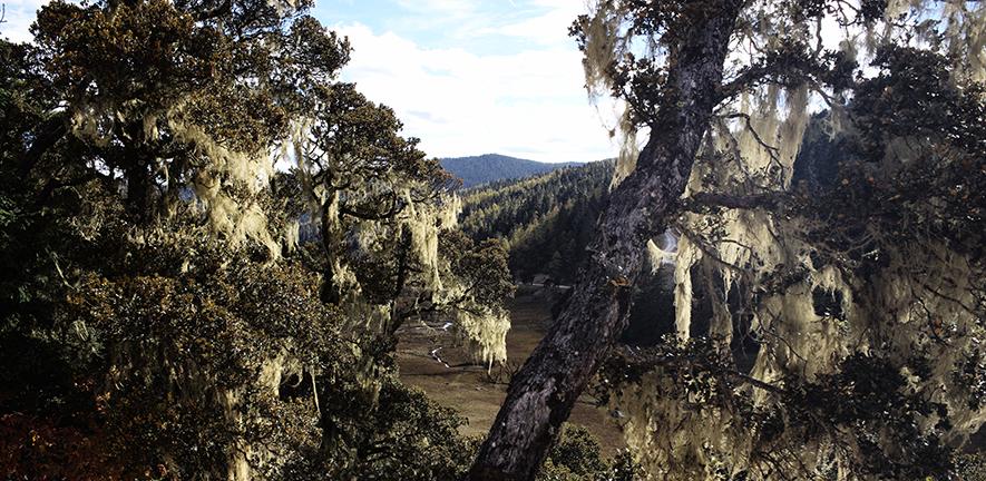 Forest landscape in Yunnan Province, People's Republic of China