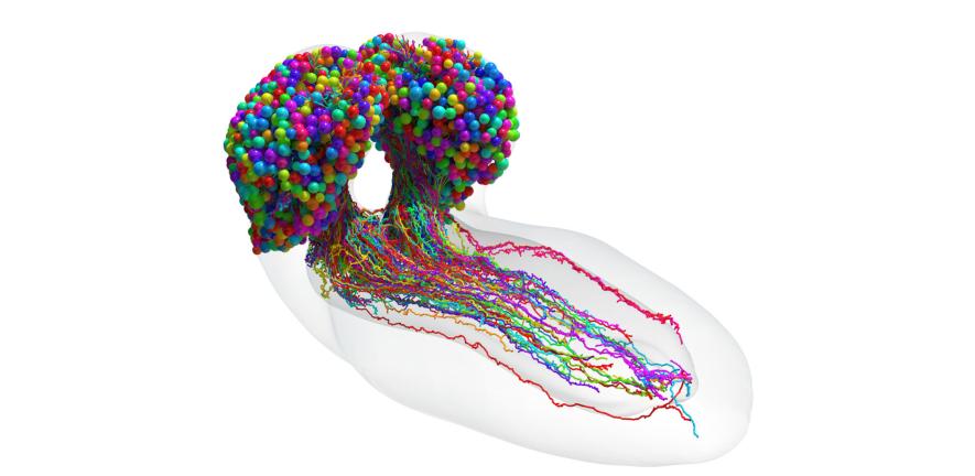 Map of the fruit fly brain