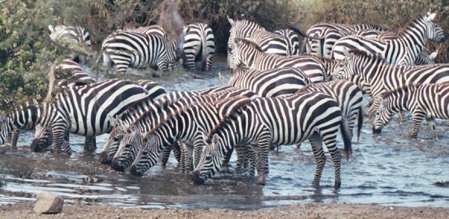 Zebras, Serengeti National Park, Tanzania