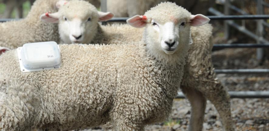 Sheep | University of Cambridge Sheep | University of Cambridge