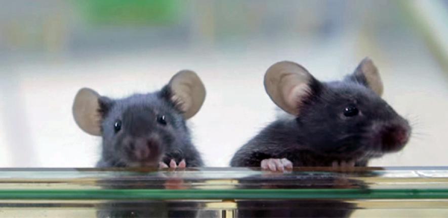 What types of animal do we use? | University of Cambridge What types of animal do we use? | University of Cambridge