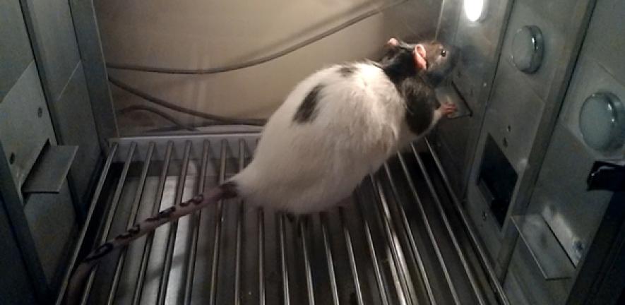 Rat taking part in test of 'checking behaviour', a key trait in OCD.