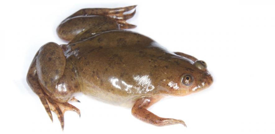Xenopus frog