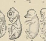 Haeckel's Embryos cover image