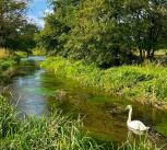 The River Mimram. Image: Charles Rangeley-Wilson