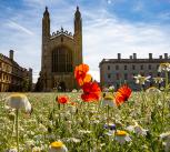 Wildflower meadow at King's College, Cambridge with chapel behind