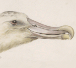 Head of an albatross caught on Sep. 22 1901 by Edward Adrian Wilson