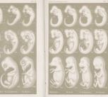 Lithograph from Haeckel, Anthropogenie (1874), plates IV–V