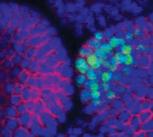 Live imaging of the growing tips of plants