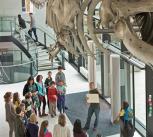 Visitors are welcomed to Cambridge's Zoology Museum beneath its fin whale skeleton