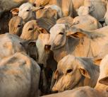 Cattle herd in the Amazon