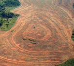 An area of the Amazon rainforest cleared for soya production