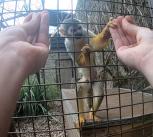 A Humboldt's squirrel monkey is fooled by a French drop as part of the experiment.