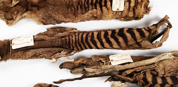 The five thylacine skins sent to Cambridge by Morton Allport