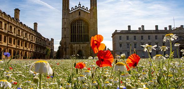 Wildflower meadow at King's College, Cambridge with chapel behind