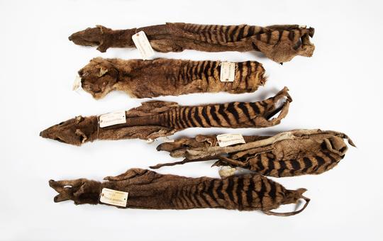 The five thylacine skins sent to Cambridge by Morton Allport