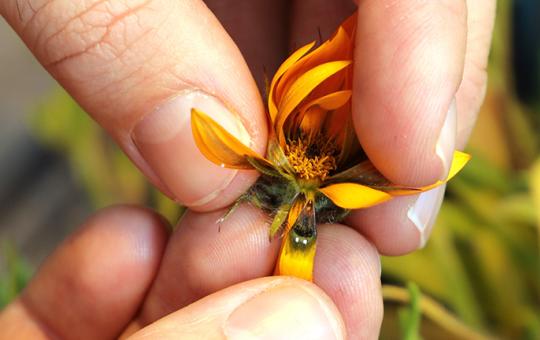 Petals of daisy with fake lady fly visible