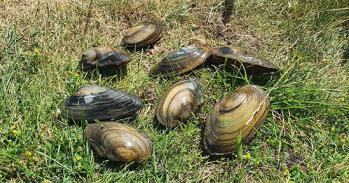 Mussels