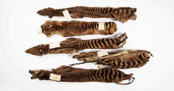The five thylacine skins sent to Cambridge by Morton Allport