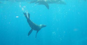 Seal swimming in the sea near Robinson Crusoe Island