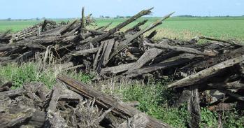 Pile of yew trunks at the edge of an agricultural field 