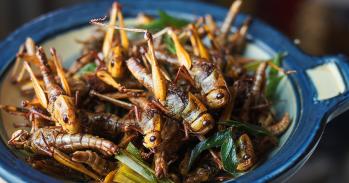 deep fried locusts