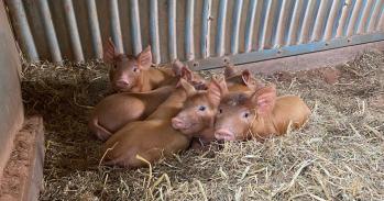 Pigs on a farm