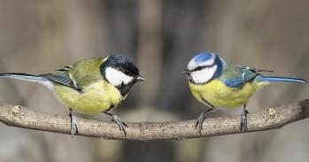 Great tit and blue tit. Credit: Nataba, Adobe Stock images