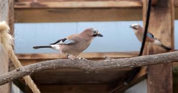 Jays at Madingley