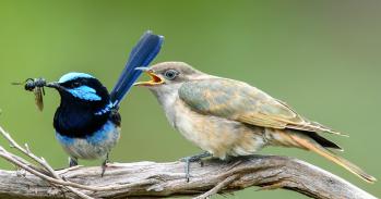 Male wren with bright blue plumage brings food to a cuckoo fledgling 