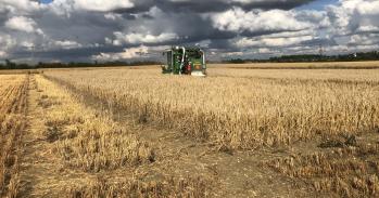 Barley trial crop in field