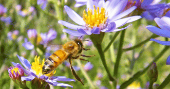 Honey bee approaching a flower. Courtesy of Cam Miller under a CC license.