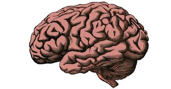 Illustration of brain anatomy