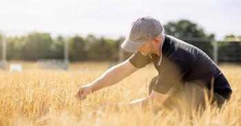 Person checking barley in field