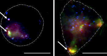 Cells with metal-organic frameworks carrying siRNA