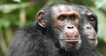 Chimpanzees are seen attentively listening to other chimpanzees heard at some distance in the West African forests of Côte d’Ivoire, studied as part of research by the Taï Chimpanzee Project
