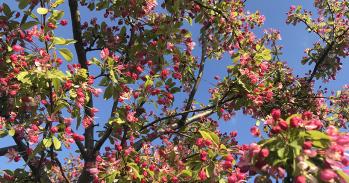 Crab apple tree in bloom