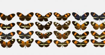 Butterfly co-mimic pairs from the species Heliconius erato (odd columns) and Heliconius melpomene (even columns). Illustrated butterflies are sorted by greatest similarity (along rows, top left to bottom right) 