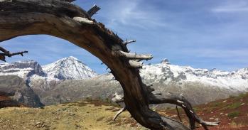 Alps Tree branch