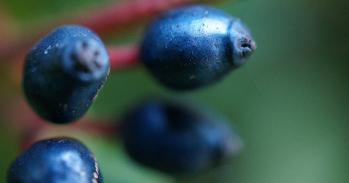 Viburnum tinus fruits