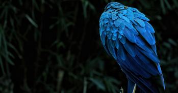 Macaw