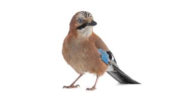 Jay