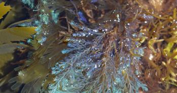 Seaweeds showing structural colour