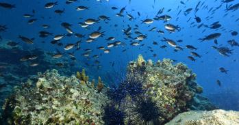 Fish near Turkish coastline 