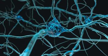 Neuron