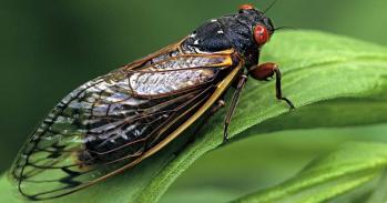 Adult cicada on a leaf
