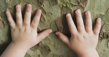 Toddler's hands touching tree bark