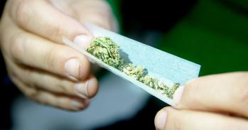 Female hands rolling a marijuana joint