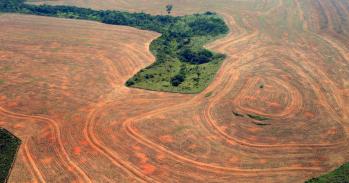 An area of the Amazon rainforest cleared for soya production
